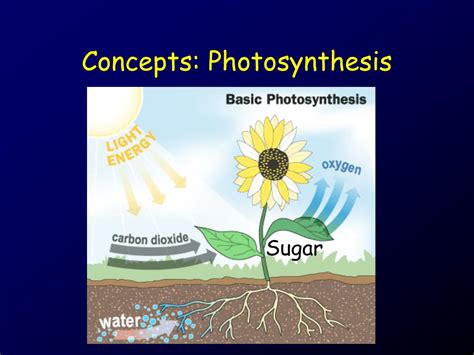 Ppt Types Of Photosynthesis Powerpoint Presentation Free Download