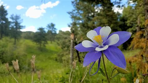 The Columbine Flower Colorado Usa S State Flower Growing In It S Wild Habitat [4032×2068] R