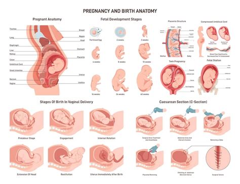 Premium Vector Anatomy Of A Pregnant Woman And Fetus Fetal Development Vaginal