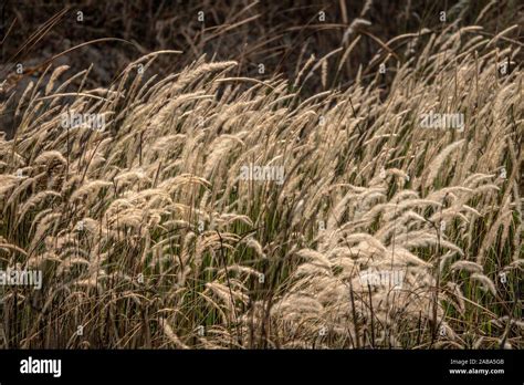 Hierba Blanca Fotografías E Imágenes De Alta Resolución Alamy