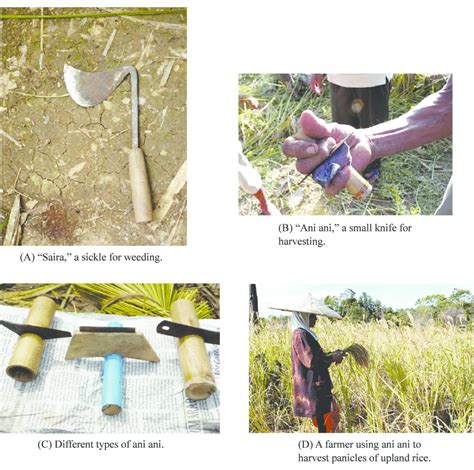 Traditional tools used for upland rice cultivation in Southeast ...