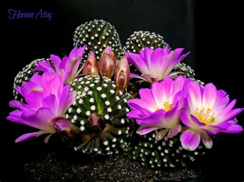 Mammillaria Luethyi Orchid Cactus Flower Pictures Cacti And Succulents