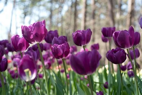 Tulip Season At Garvan Woodland Gardens In Hot Springs Arkansas