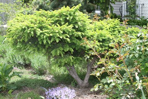 Birds Nest Spruce Pruned Up For Bonsai Effect Birds Nest Flickr