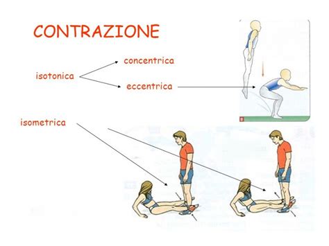 Ottimizzare Il Proprio Allenamento Diversi Tipi Di Contrazione Muscolare Kwoon