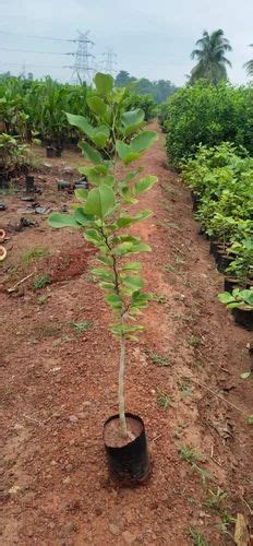 Green Santulam Album 4Feet Red Sandalwood Plant For Plantation 70