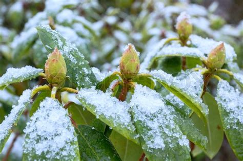 Rhododendron Leafs And Buds In Winter Stock Image Colourbox