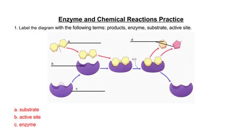 Enzyme Substrate Diagram Quizlet