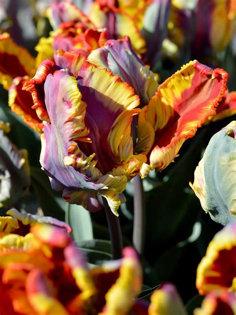 Tulip Rainbow Parrot Order Your Exclusive Tulip Bulbs At Dutchgrown