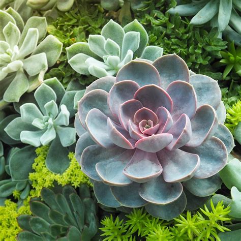 Southern California Succulent Container Ideas Rogers Gardens