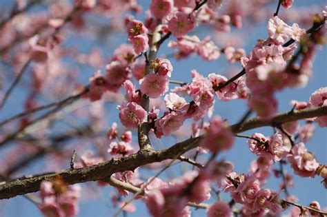 【兵庫 たつの市】梅の名所2選！綾部山梅林世界の梅公園（御津梅まつり）2019｜見頃・アクセス みたい まるはり×みたい ｜みつけて