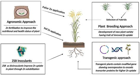 Frontiers Cross Talk Between Zinc Solubilizing Bacteria And Plants A