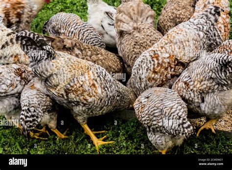 Chickens Peck Grain From The Feeder Close Up Bielefelder Is A German