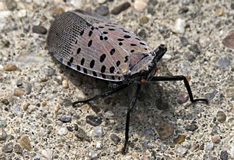 Spotted Lanternfly or White Cicada from China - What's That Bug?