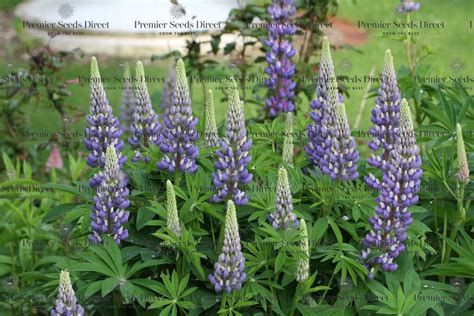 Lupin Russell The Governor Lupin Premier Seeds Direct Ltd