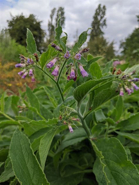 Comfrey — Forest Farm Peace Garden