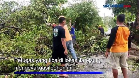 Diterjang Angin Kencang Pohon Tumbang Timpa Motor Di Banyuwangi