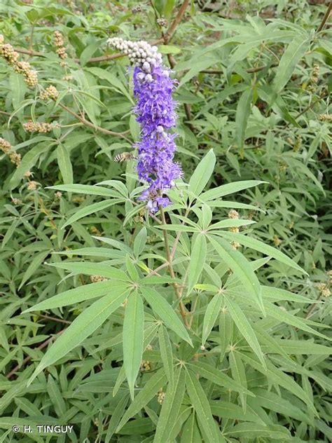 Vitex Agnus Castus L Vitex Gattilier Gattilier Poivre