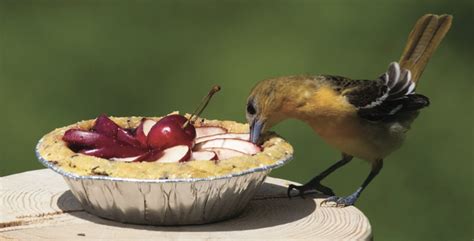 Homemade Bird Food to Feed Backyard Birds - Adventure Publications