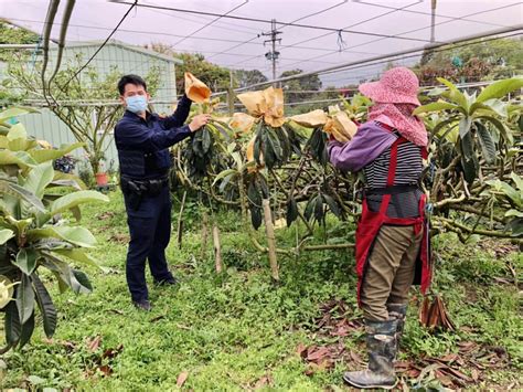 枇杷產季到 東勢警啟動護農專案防宵小 地方 中央社 Cna