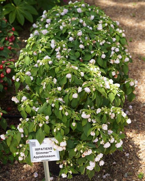 Impatiens Glimmer Appleblossom Truck Crops Trial Garden