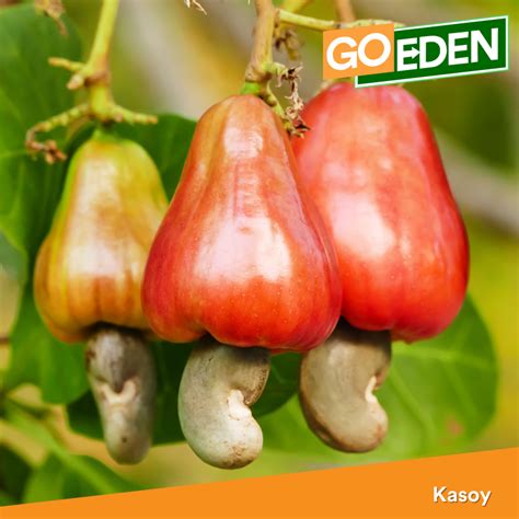 Kasoy - GoEden