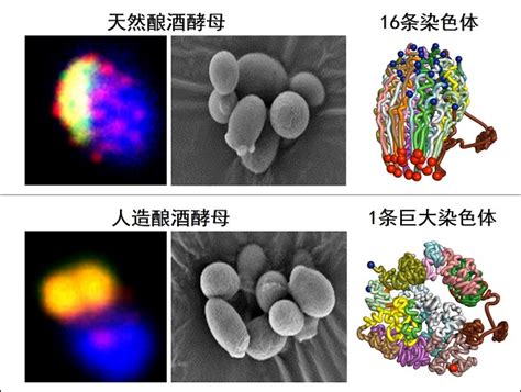 【新时代新作为新篇章】世界首例人造单染色体真核细胞，“诞生”在上海！中国实现合成生物学里程碑式突破科创新民网