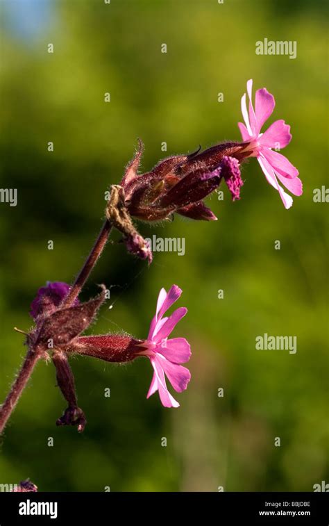 Red Campion Silene Dioica In Flower Stock Photo Alamy