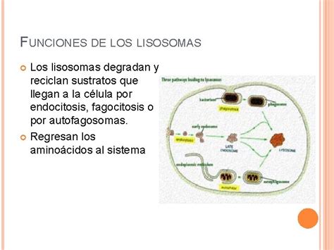 Funcion De Los Lisosomas Dinami