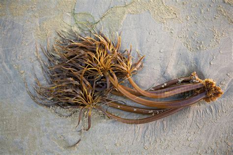 Bull Kelp Seaweed Washed Up On Wickaninnish Beach In Pacific Rim