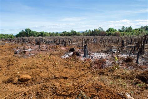 The Amazon Rainforest Has Already Reached A Crucial Tipping Point