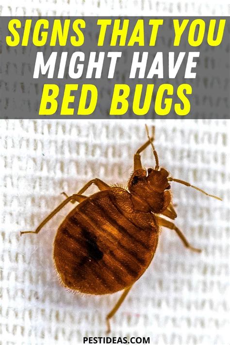 Signs That You Might Have Bed Bugs Bed Bugs Rid Of Bed Bugs Signs