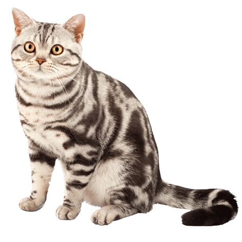 List 100 Pictures American Shorthair Cat Pictures Updated