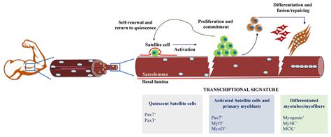 Frontiers Chromatin Landscape During Skeletal Muscle Differentiation