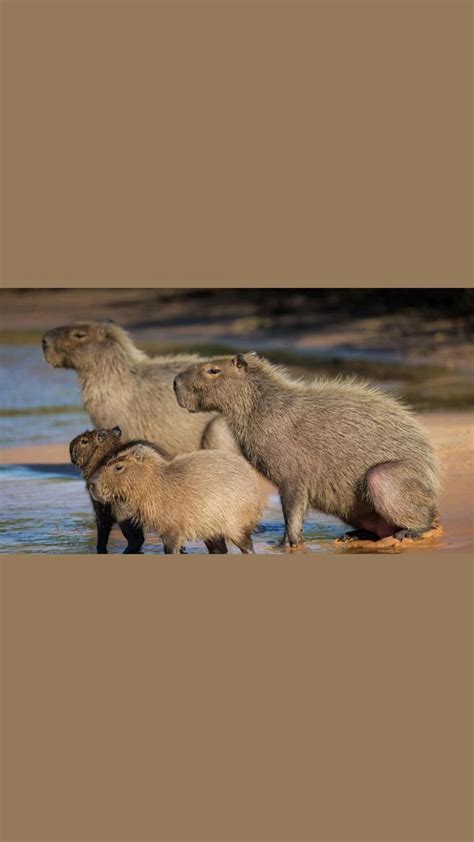 Capybara family #capybara