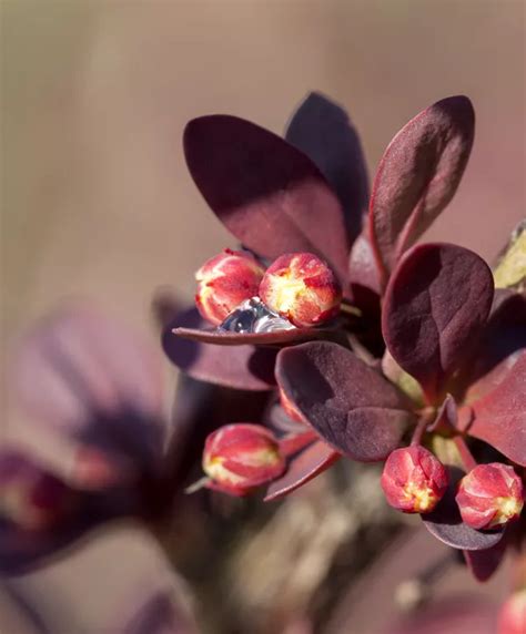 Berberis thunbergii Grüne Heckenberberitze