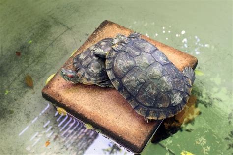 How To Take Care Of Red Eared Sliders In Winter The Turtle Hub