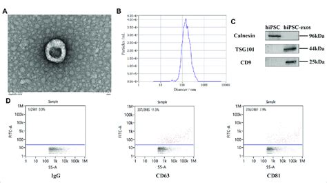 Characterization Of Exosomes Derived From Hipscs A Cup Shaped