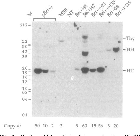 Figure 1 From The Chicken 3 E Globin Enhancer Directs Autonomously