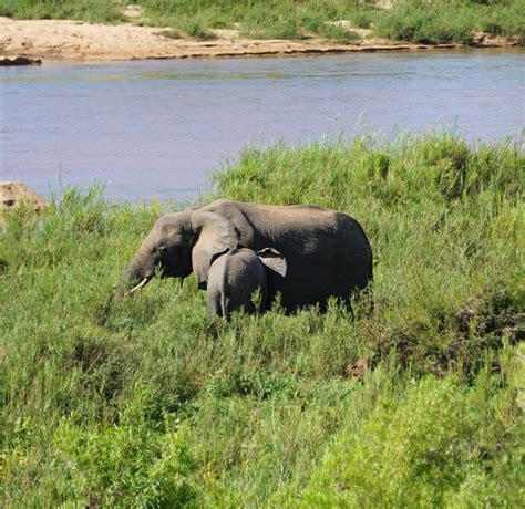 A Complete Guide To Visiting Kruger National Park South Africa Artofit