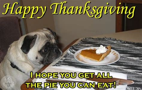 Happy Thanksgiving Pugs Funny Pugs Funny Dog Pictures