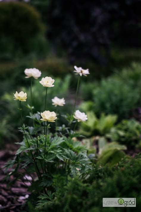 Pe Nik Ogrodowy New Moon Trollius X Cultorum Krzewogr D