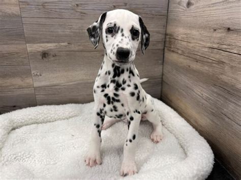 Dalmatian Puppies - Breed Info - Petland Janesville, Wisconsin