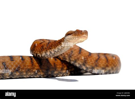 Asp Viper In Studio On White Background Native To The Center Of