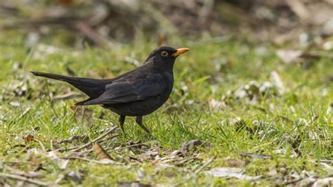 Wer piept denn hier Erkennen Sie unsere heimischen Vögel Testen Sie