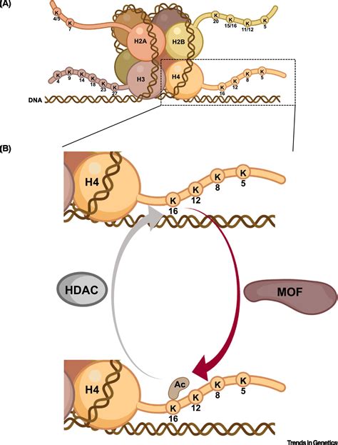 Mof Histone Acetyltransferase In Blood Cell Development Trends In Genetics