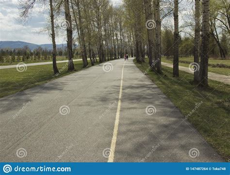 Asphalt Path Between Trees Stock Photo Image Of Background 147487264