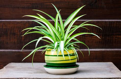 How To Grow A Spider Plant Indoors Care For Spider Plants House