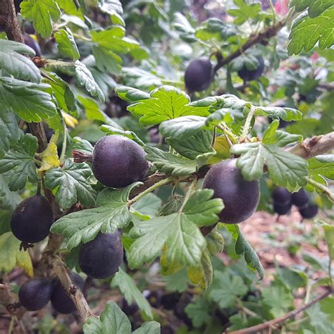 Ribes Uva Crispa Rolanda Find Haveplanter