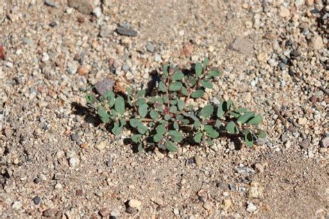 Spurge Weed Identification [How to Kill Spurge in Your Lawn]